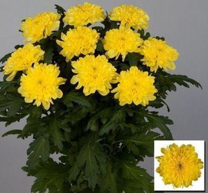 CHRYS. UNIF ZEMBLA YELLOW 70